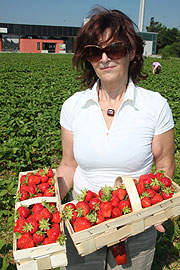Erdbeerfeld  (Foto: Martin Schmitz)